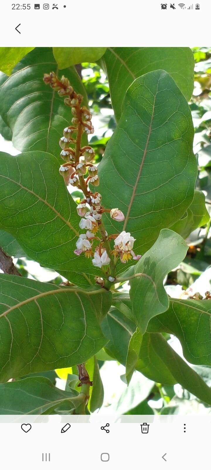 Byrsonima coccolobifolia — houseplant care guide