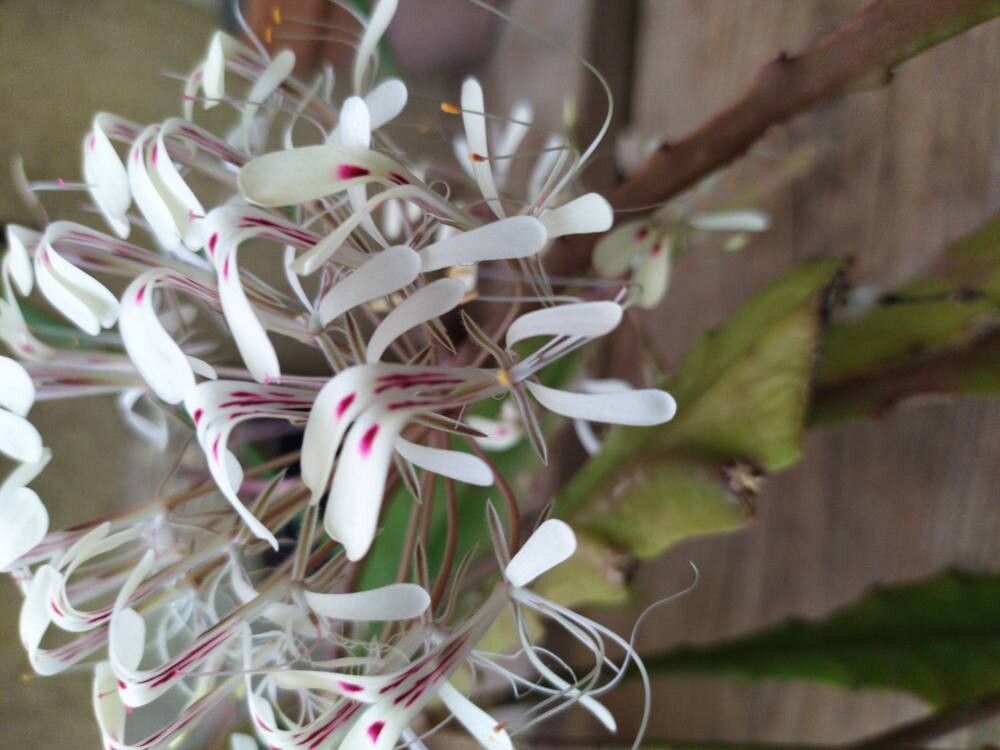 Pelargonium triandrum flower