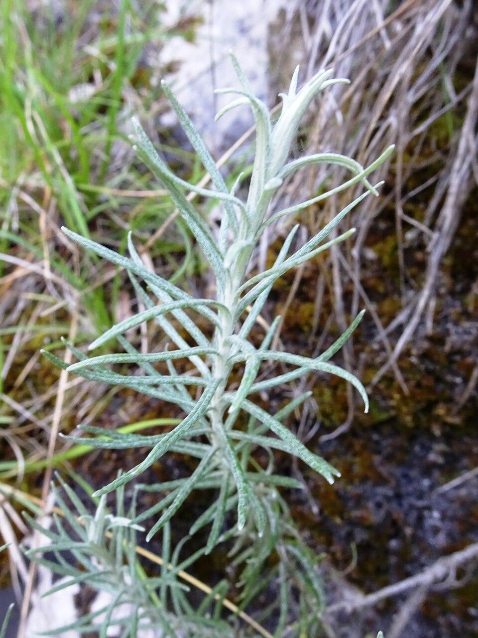 Helichrysum stoechas leaf