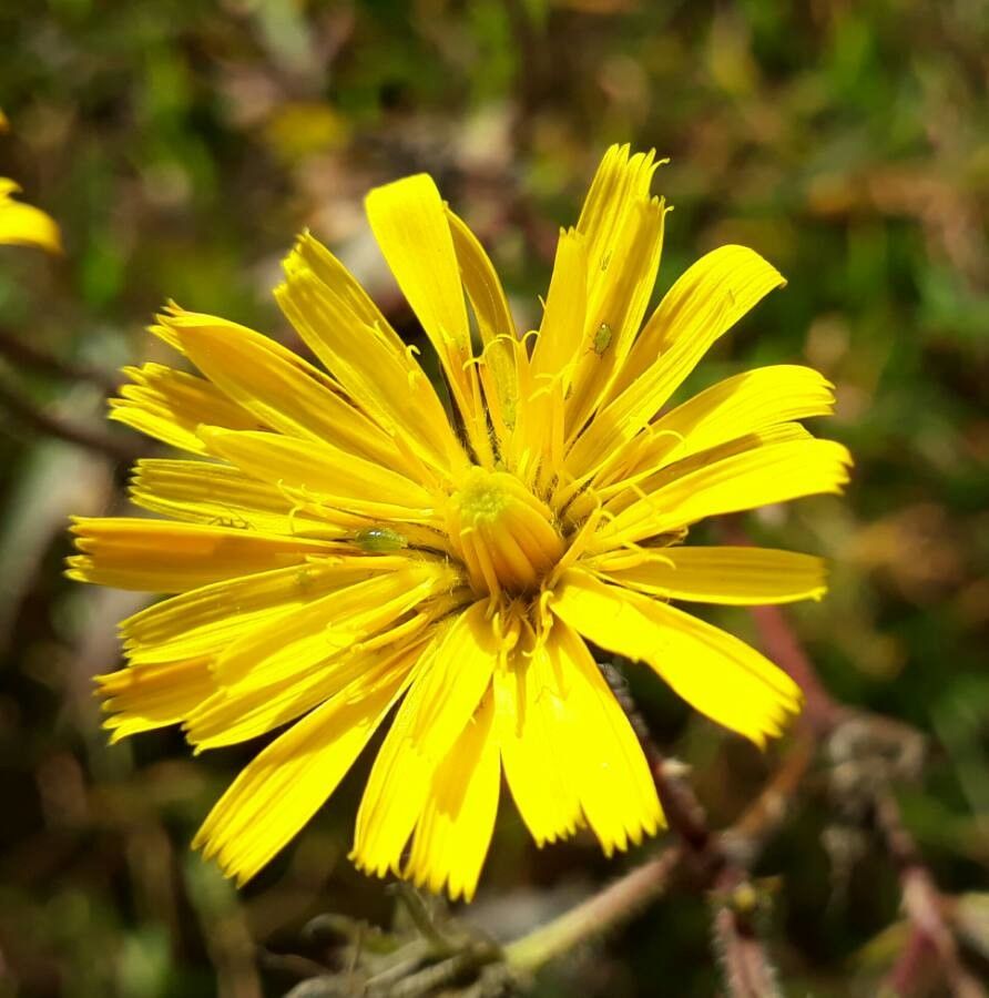 Crepis mollis flower