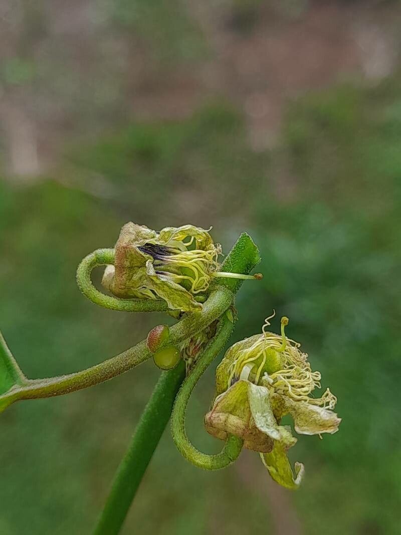 Passiflora auriculata flower