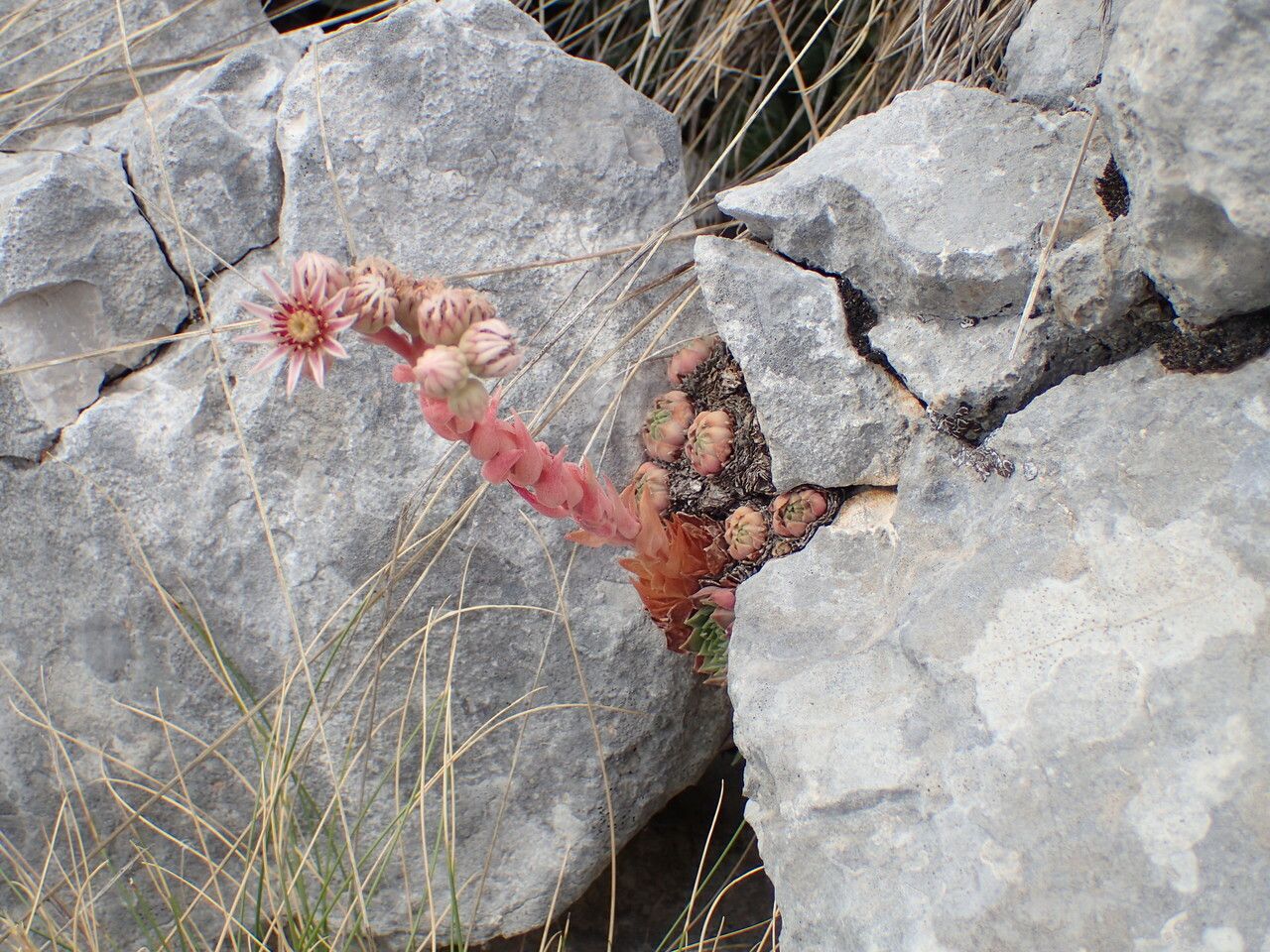 Sempervivum marmoreum habit