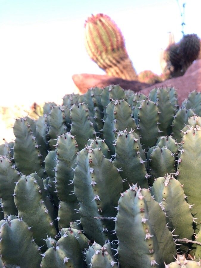 Euphorbia resinifera — search result for 'Morocco'