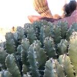 Euphorbia resinifera