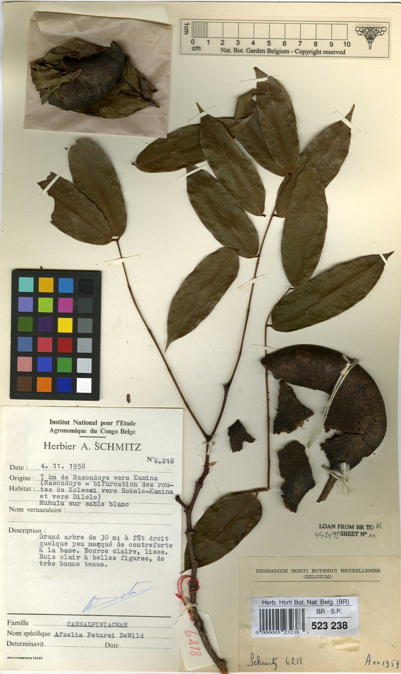 Afzelia peturei — related species from the same genus
