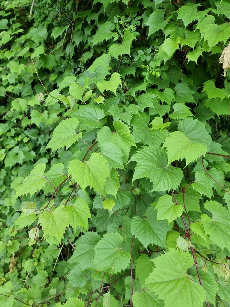 Vitis riparia x Vitis rupestris — search result for 'Vitis'