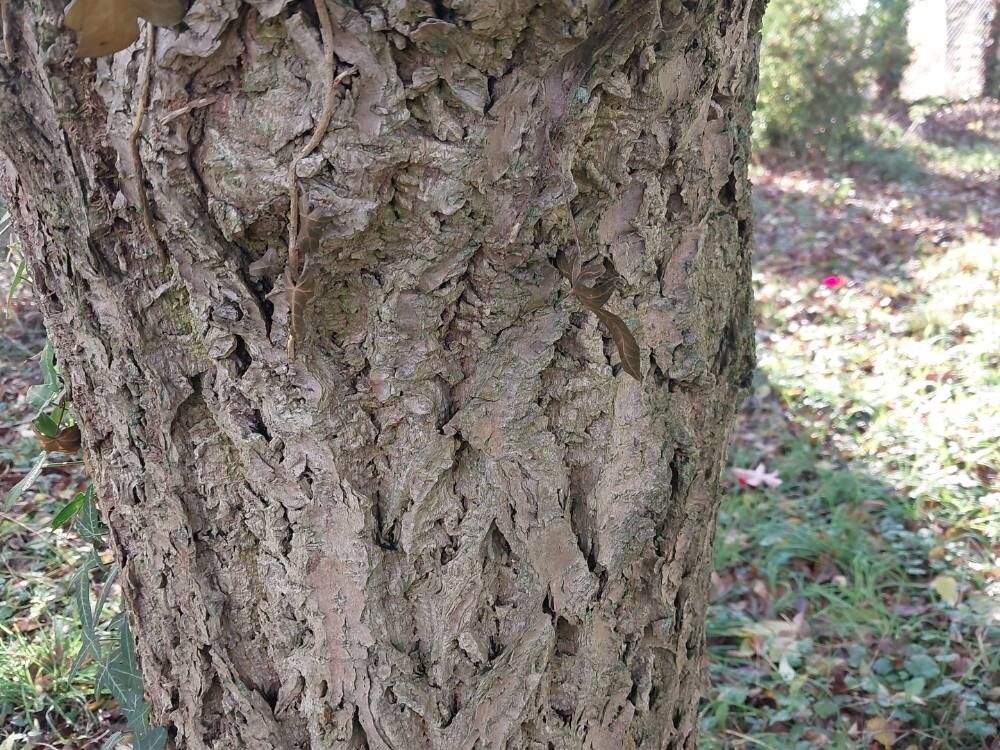 Phellodendron chinense bark