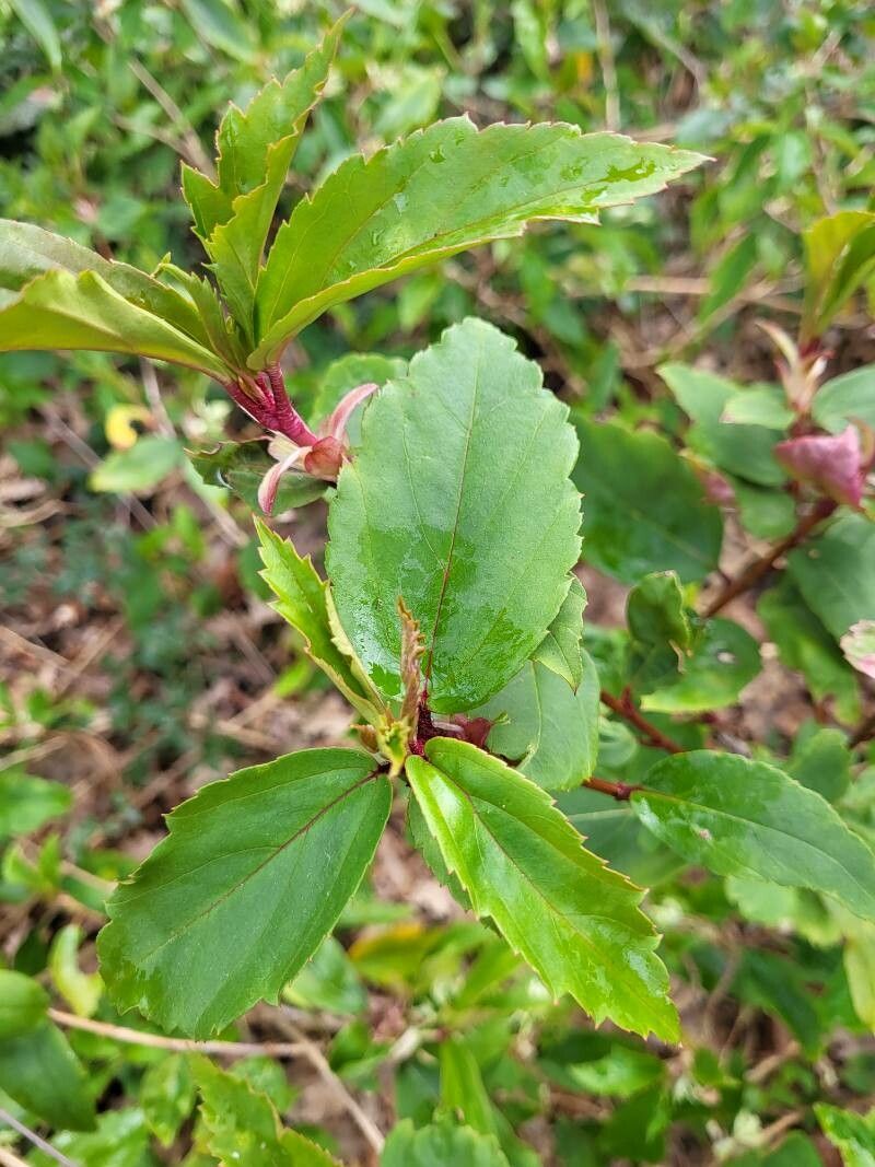Ribes laurifolium — search result for 'Ribes'