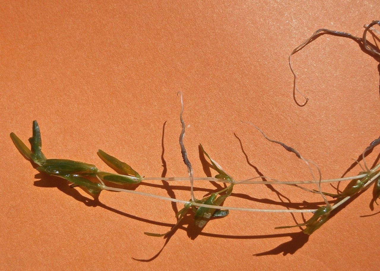 Callitriche truncata — houseplant care guide