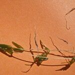 Callitriche truncata