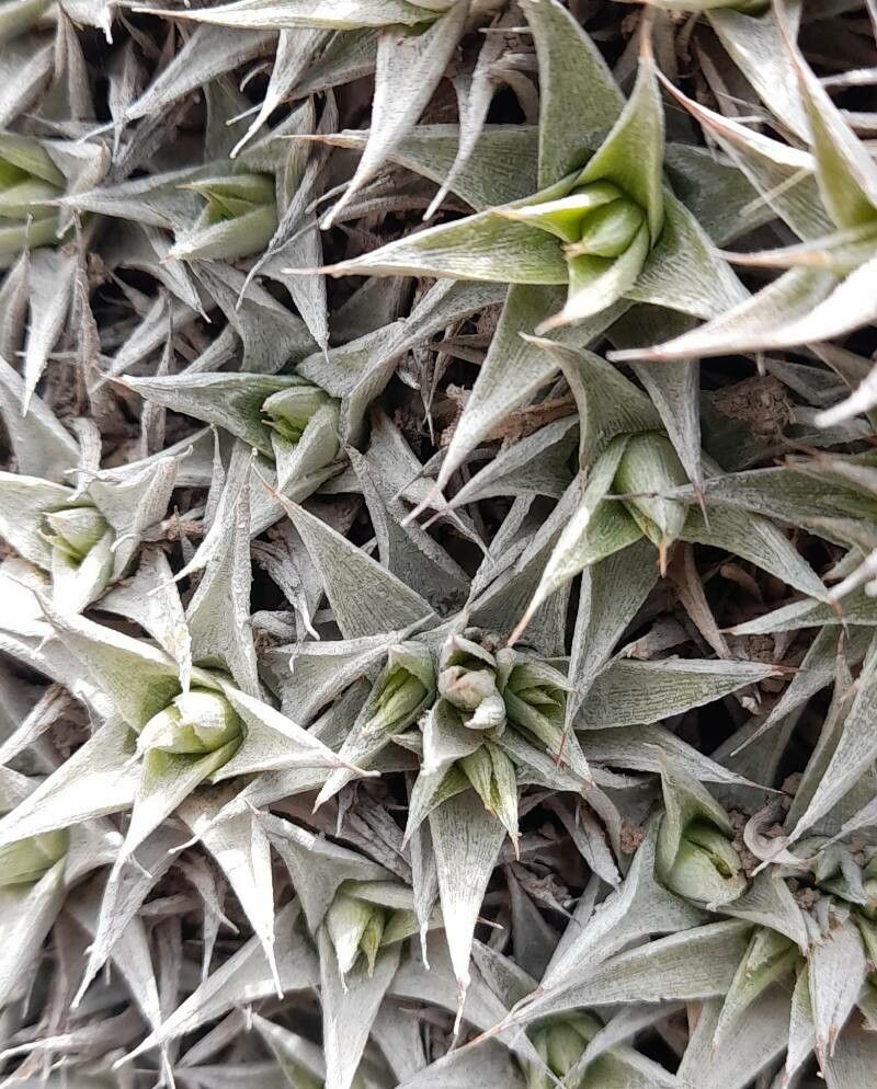 Deuterocohnia abstrusa — related species from the same genus