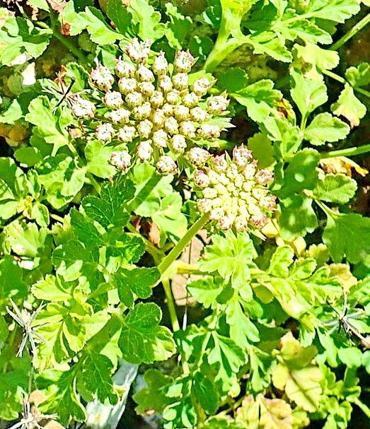 Daucus insularis — search result for 'Daucus'