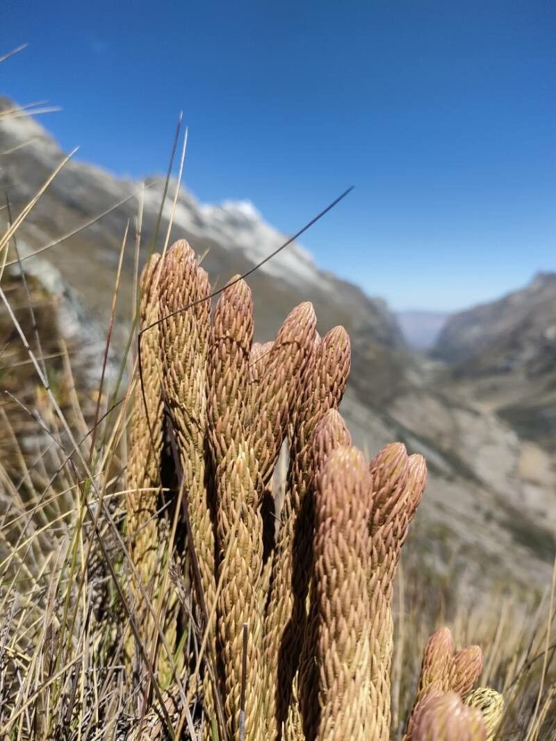 Phlegmariurus crassus leaf