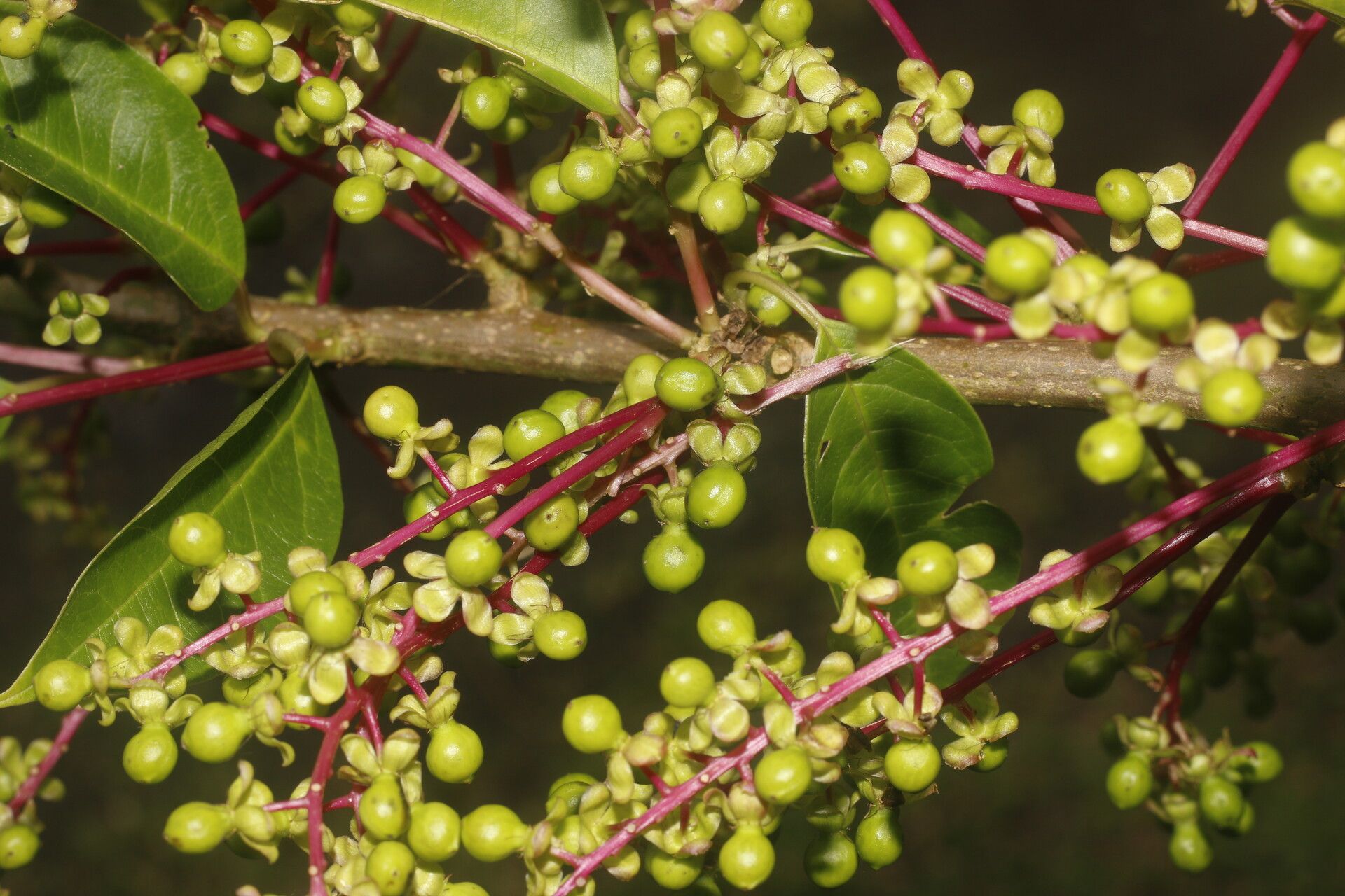 Pleuropetalum pleiogynum fruit