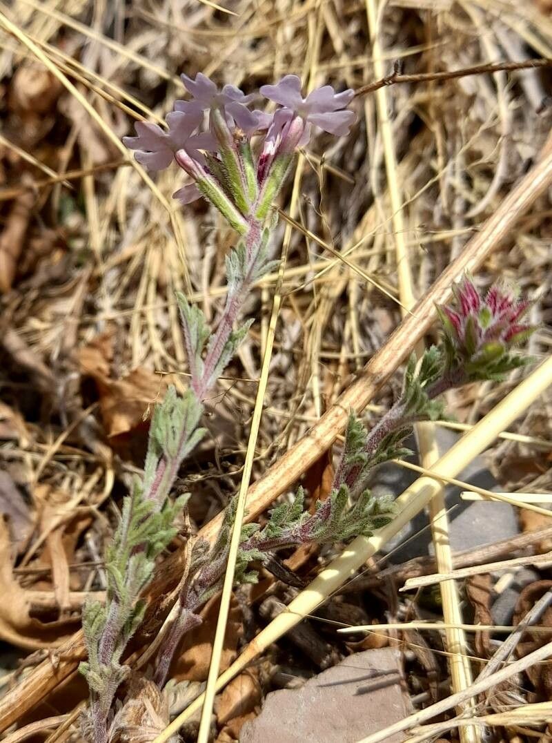 Verbena microphylla habit