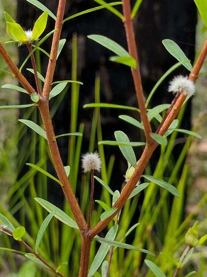 Pimelea linifolia fruit