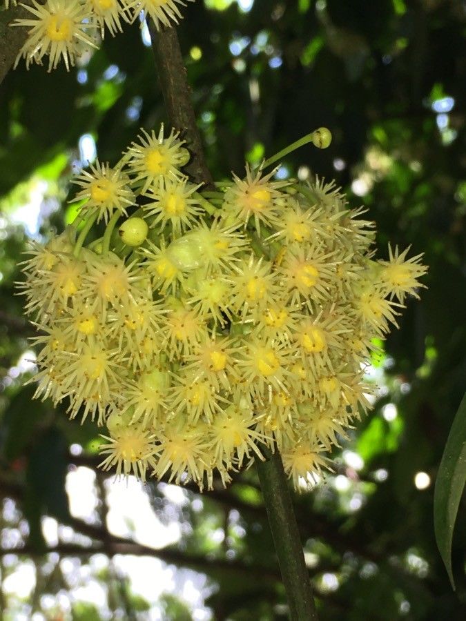 Garcinia madruno flower