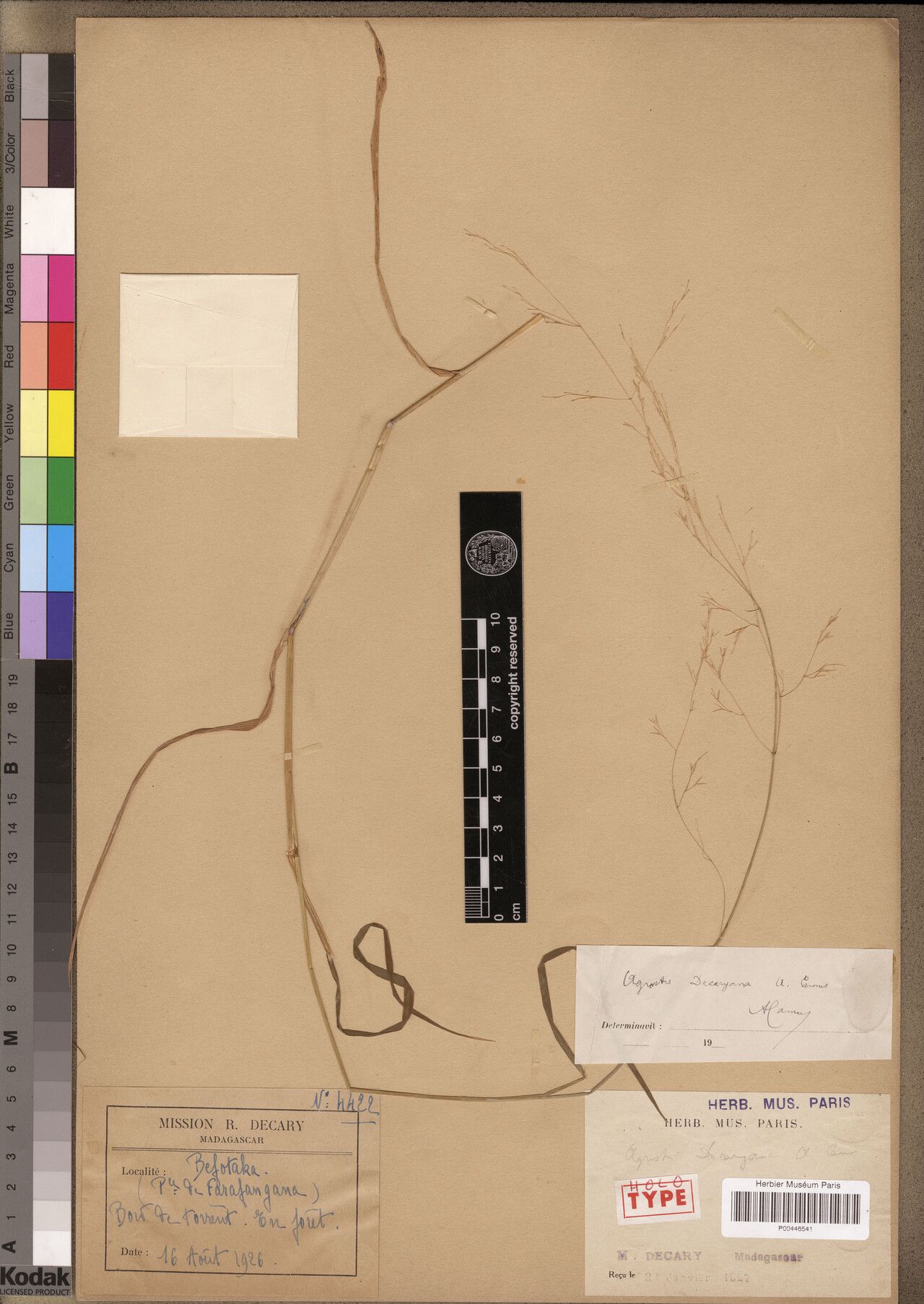 Agrostis decaryana — houseplant care guide