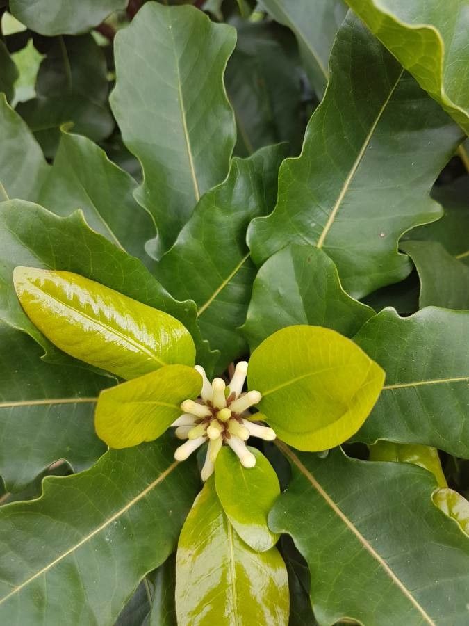 Pittosporum brevispinum other