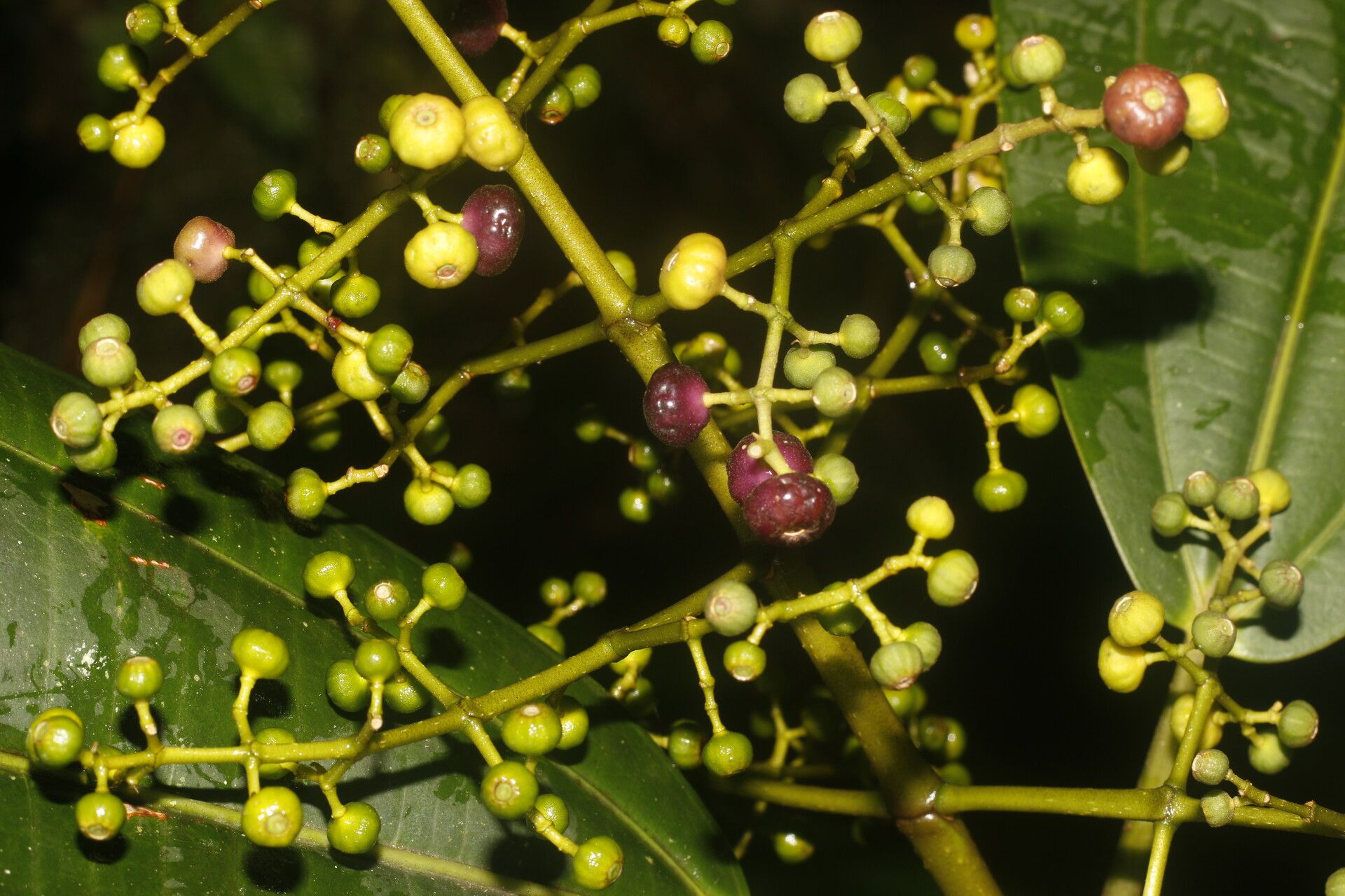 Miconia commutata fruit