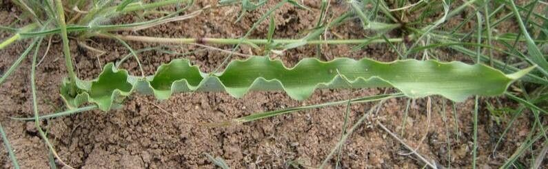 Dipcadi crispum leaf