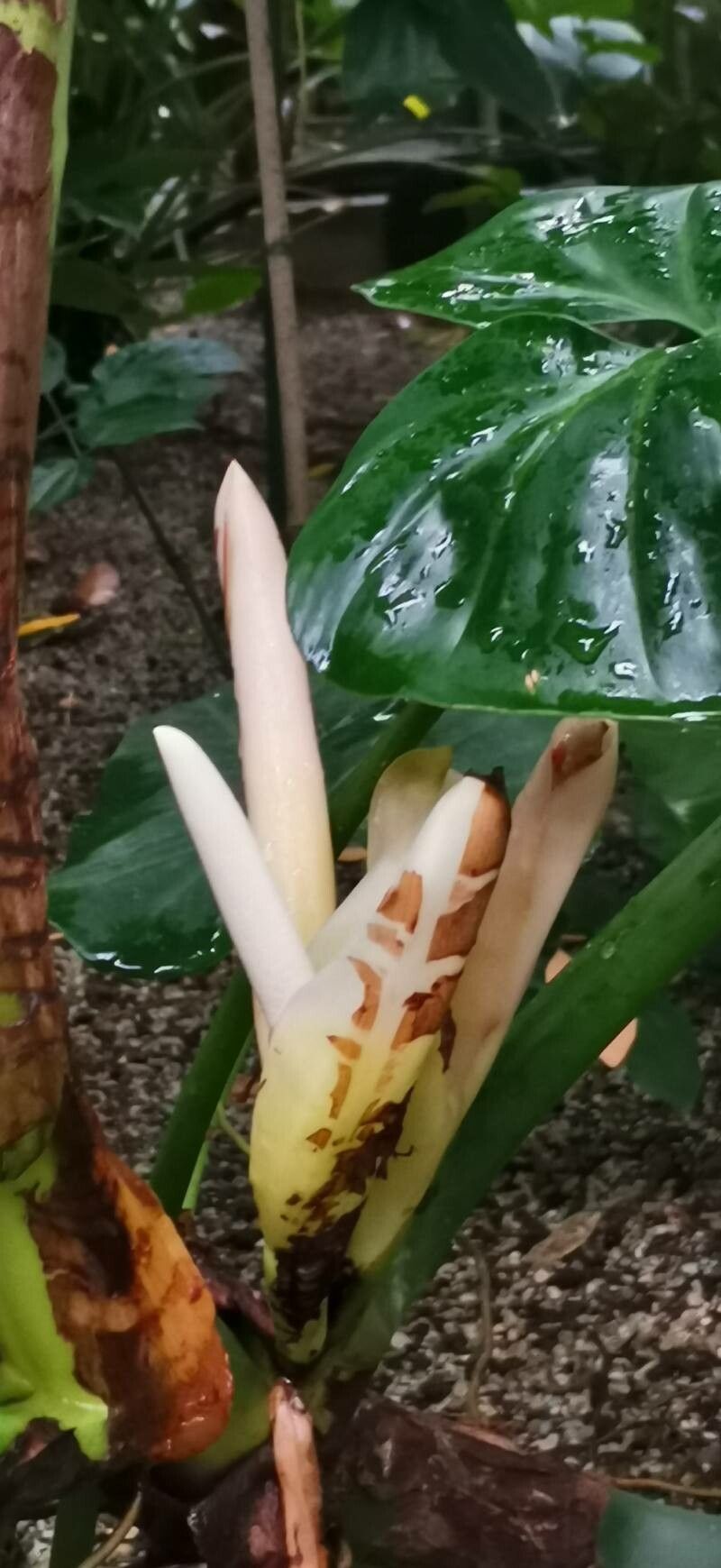 Philodendron grandifolium flower