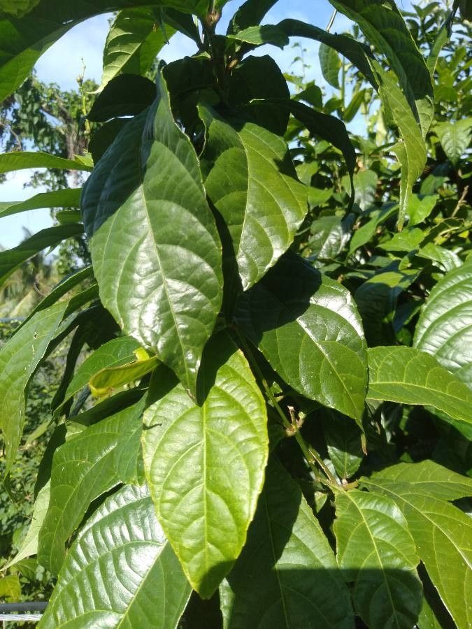 Alchornea rugosa — houseplant care guide