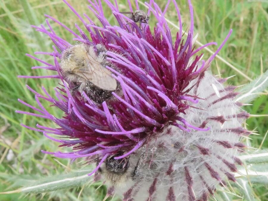Cirsium eriophorum flower
