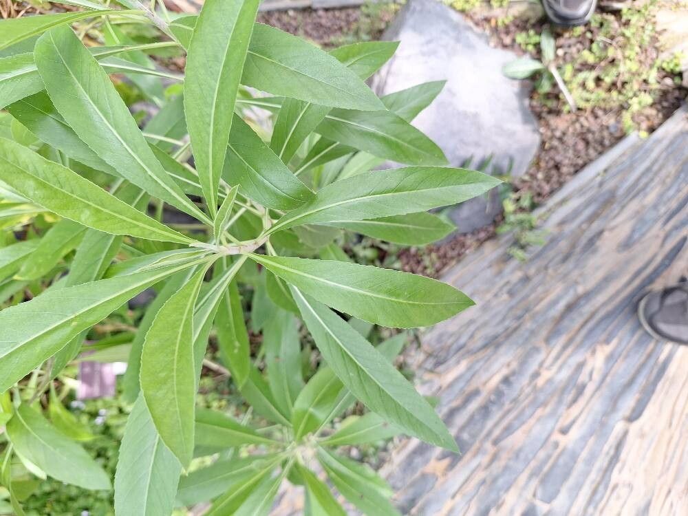 Cheirolophus massonianus — houseplant care guide