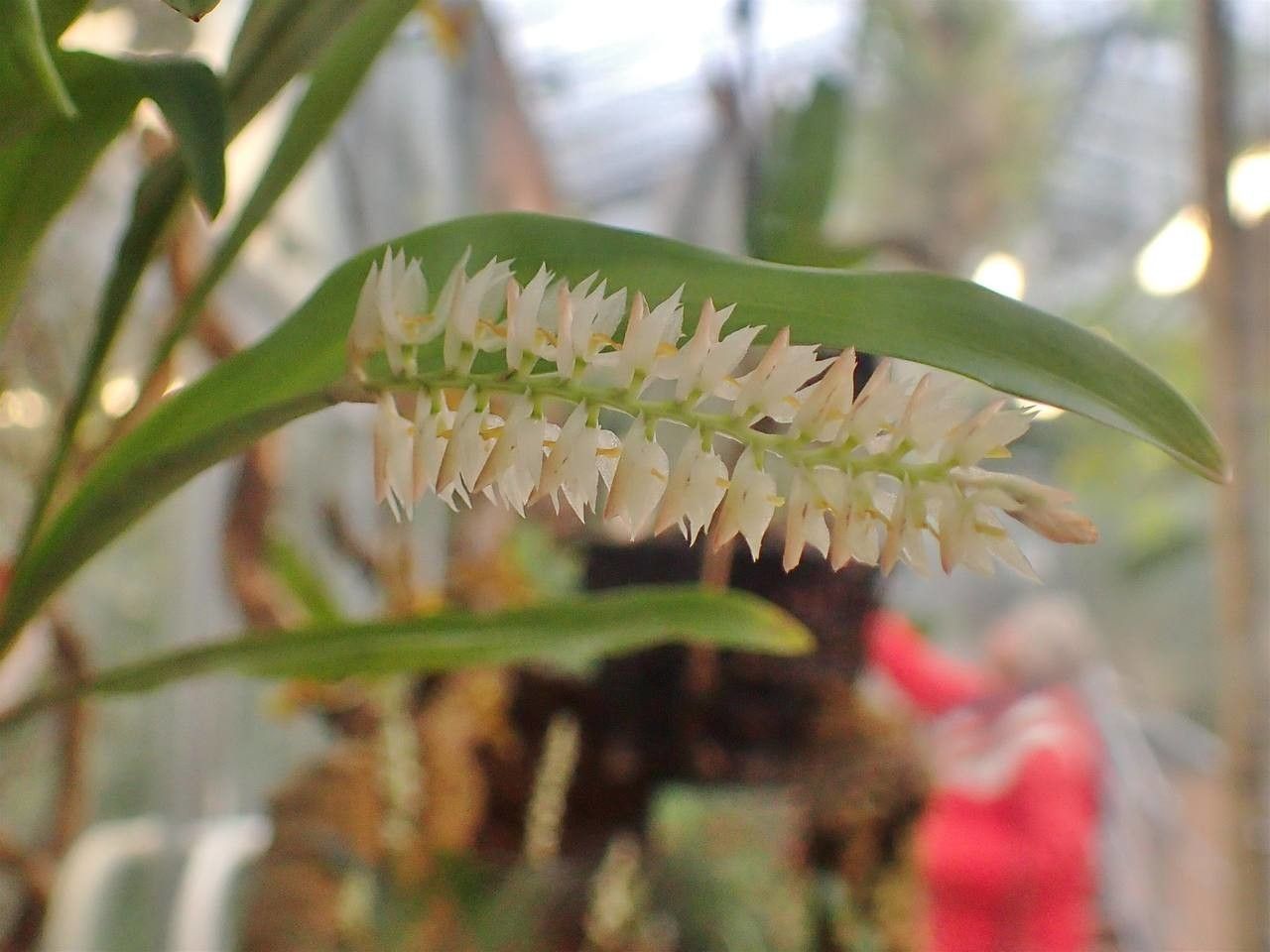 Dendrochilum glumaceum flower
