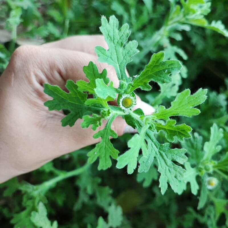 Egletes viscosa leaf