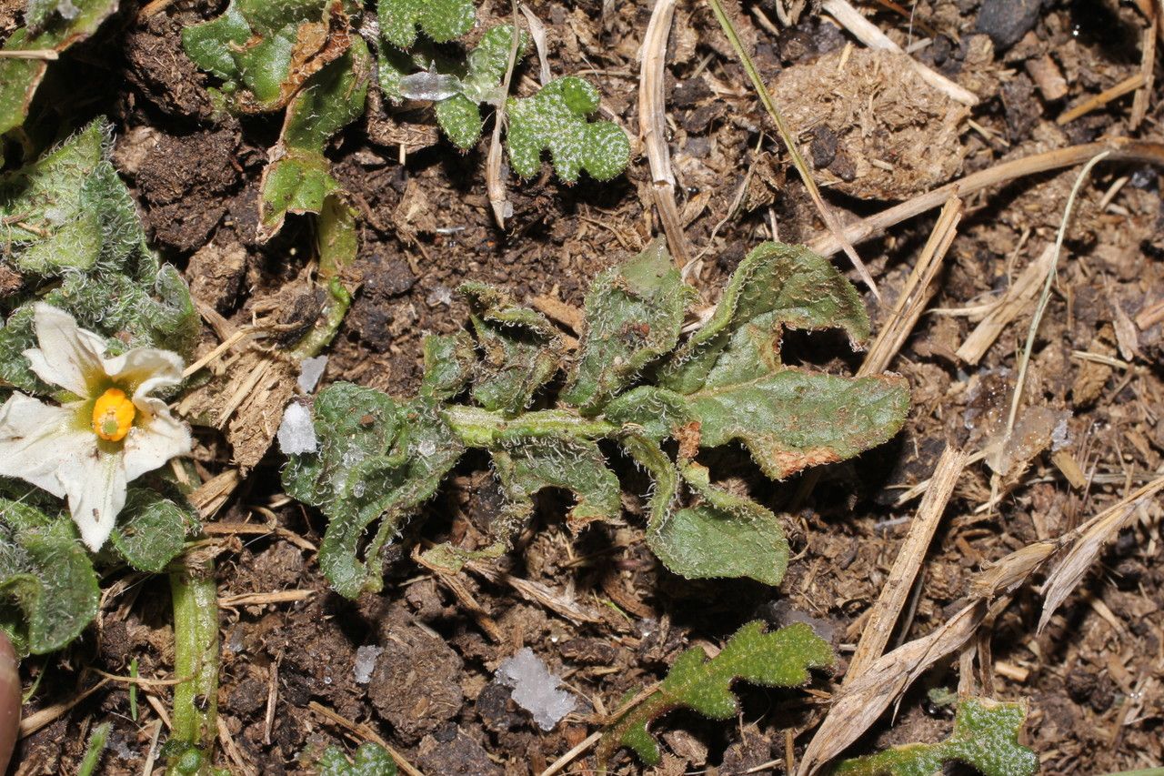 Solanum acaule — search result for 'Peru to Bolivia'