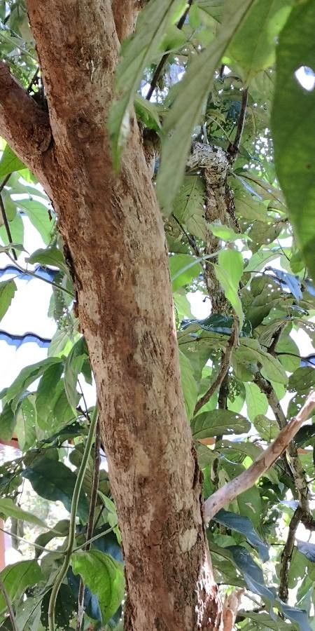 Markhamia stipulata bark