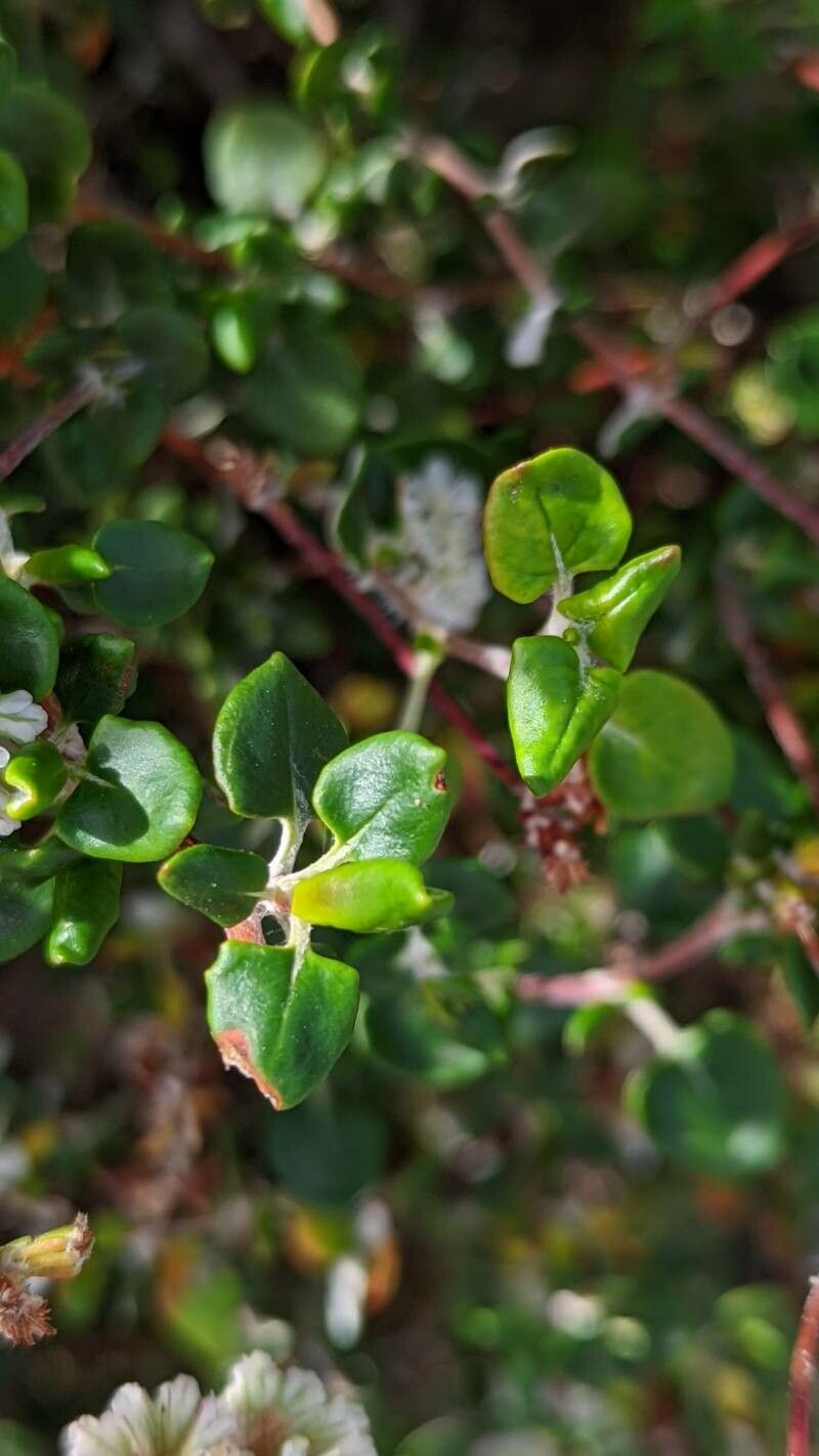 Eriogonum parvifolium — search result for 'Eriogonum'