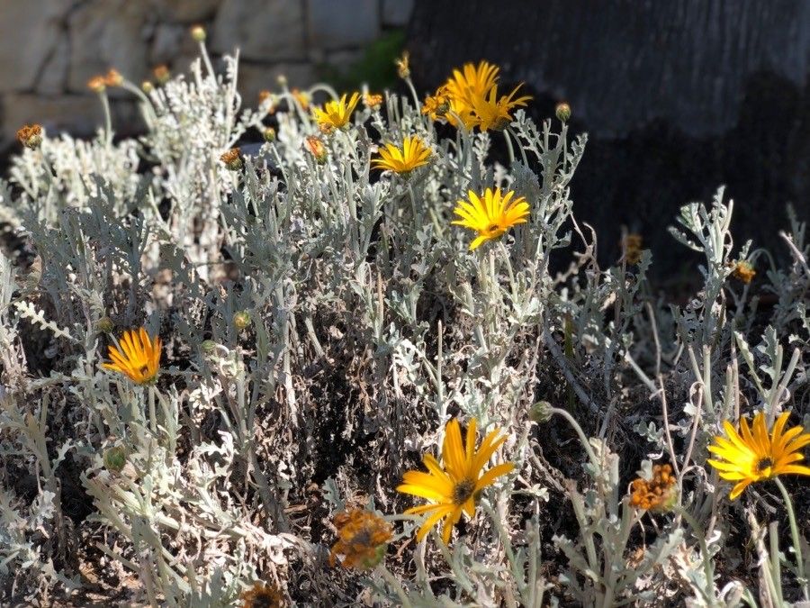 Machaeranthera gracilis — related species from the same genus