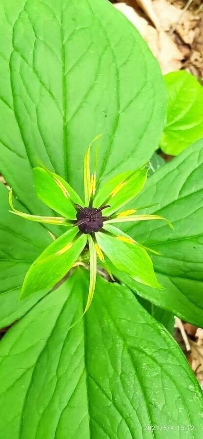Paris quadrifolia flower