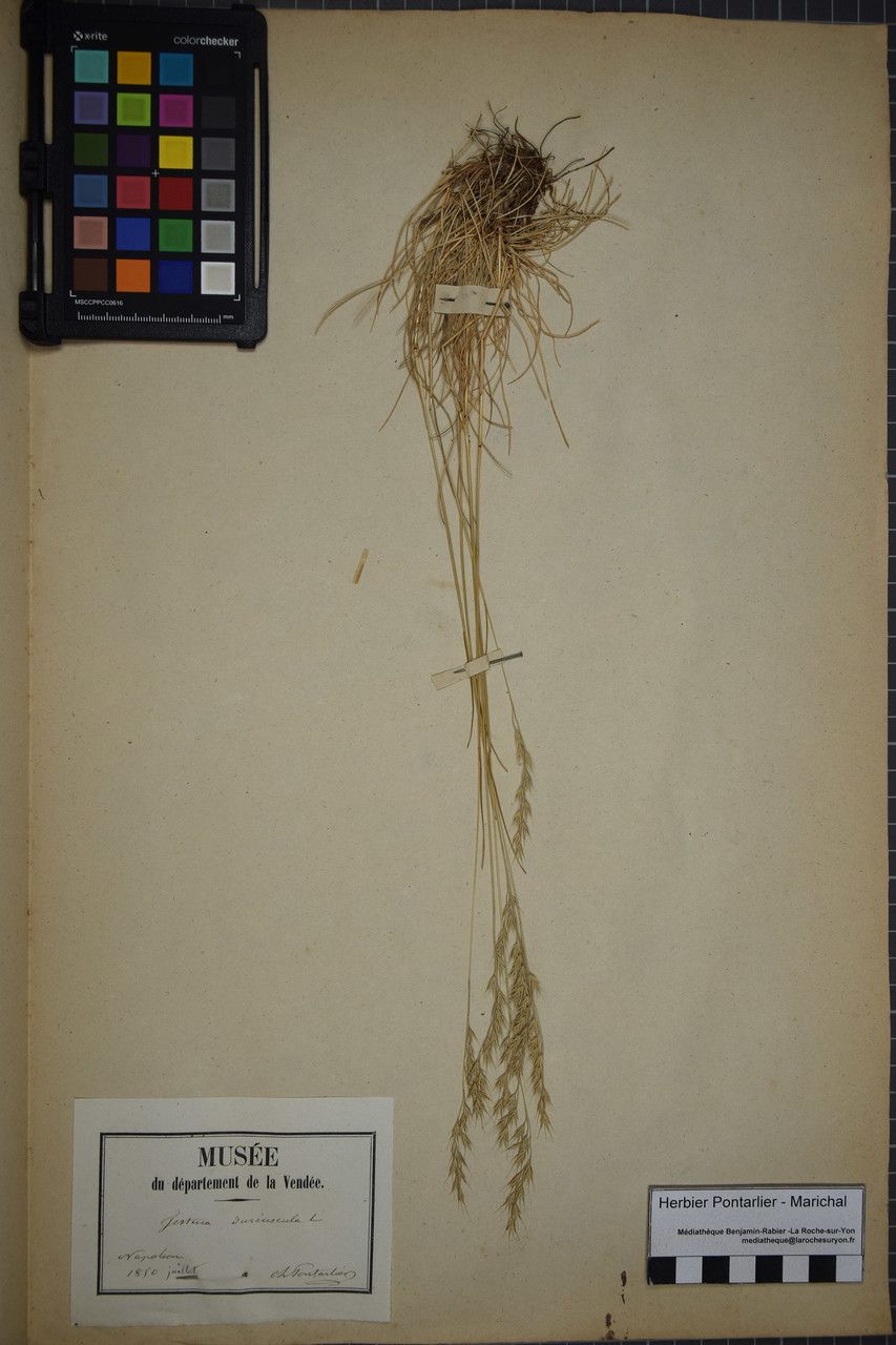 Festuca duriuscula — search result for 'Festuca'