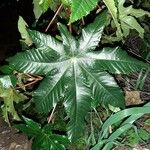 Ricinus communis