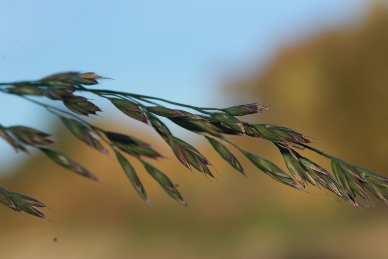 Festuca arundinacea fruit