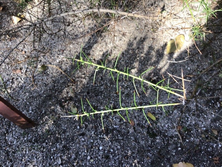 Genista hirsuta — search result for 'Genista'