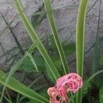 Amaryllis belladonna