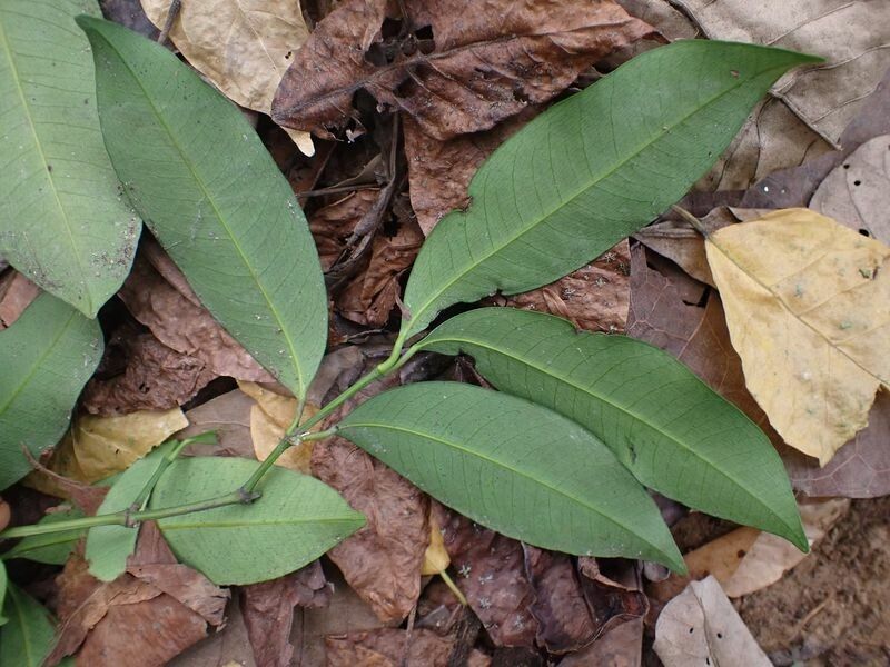 Garcinia ovalifolia leaf