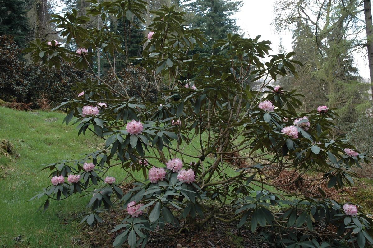 Rhododendron beesianum habit