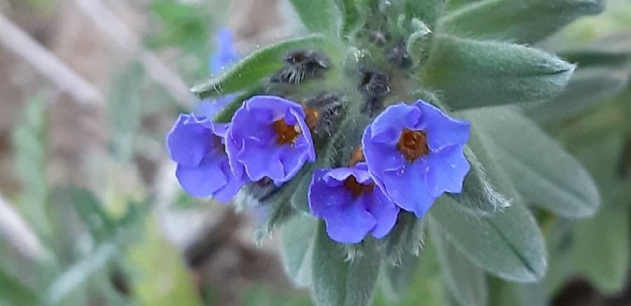 Alkanna matthioli flower