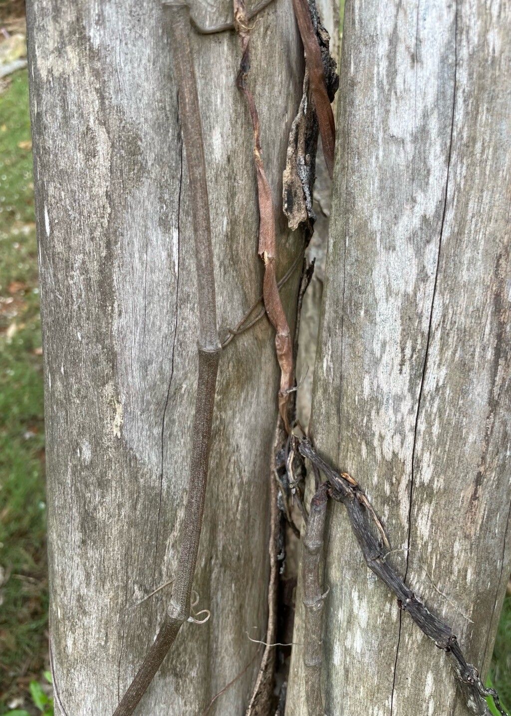 Philodendron jacquinii bark