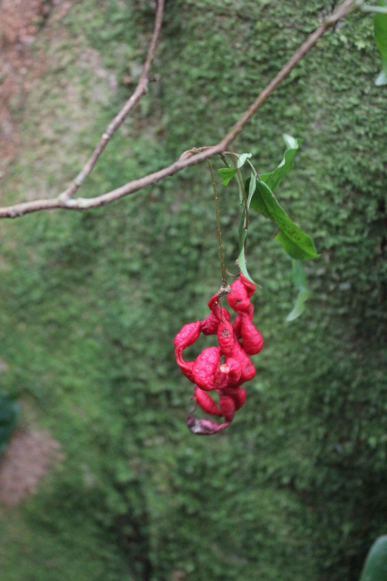 Cojoba valerioi fruit