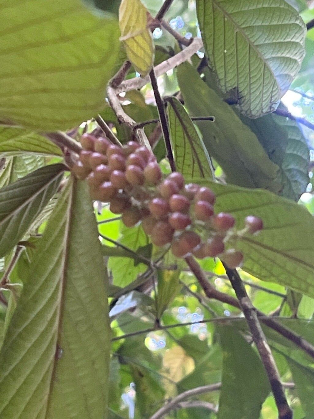 Gironniera nervosa fruit