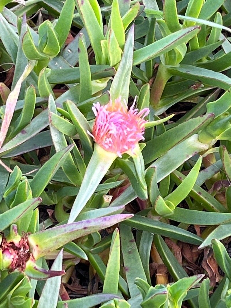Carpobrotus chilensis flower