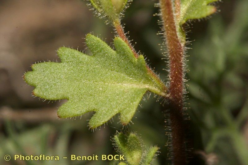 Veronica praecox leaf