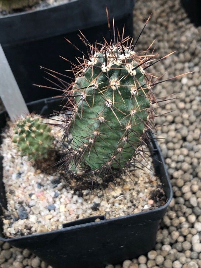 Echinocereus papillosus — search result for 'Echinocereus'